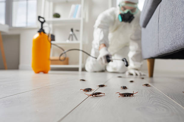 Commercial Kitchen Cockroach Control in Manassas